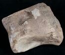 Large Edmontosaurus Toe Bone - #9882-1